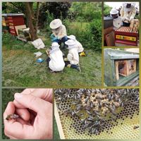 Insekten schützen, Insektenschutzsysteme, DEFLEX