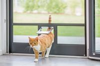Katze kommt durch Katzenklappe, Katzenklappe in Insektenschutztür, Neher