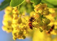 Remmers, ökologische Holzanstriche, Bienenverträglichkeit