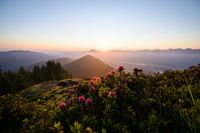Alpenrosenblüte, Bergpanorama, Alpenpanorama