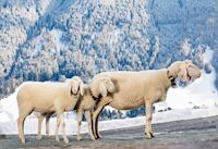 Schafe im Schnee, Tante Lotte Design