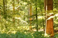 Waldspaziergang im Naturpark Wildeshauser Geest