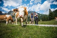 Familie mit Kühen auf Almwiese, Tourismusverband Werfenweng