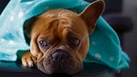 Hund mit Decke, Clima Redboard, Redstone