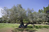 großer alter Olivenbaum, I.D. Riva Tours