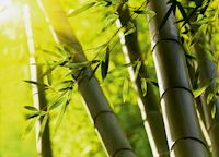 Bambus, Riesenbambus