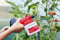 Tomatenpflanze besprühen, Birchmeier