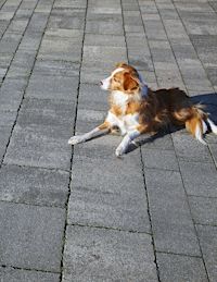 Hund auf Betonsteinen, Bodenbelag Beton, Informationszentrum Beton