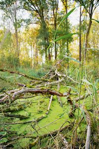 Donautal, Wald, Waldwandern, Erholung in der Natur