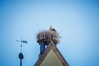 Vogelnest auf der Dachspitze, Stadt Weiden i. d. OPF.