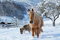 Pferde, Schneelandschaft, Pferde auf verschneiter Weide, Baden-Württemberg