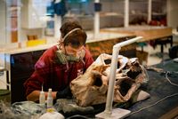 Präparation, Eiszeit, Eiszeitliche Sammlung, Ausstellung, Dinosaurier-Park Münchehagen