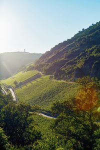 Rheinland-Pfalz, Bad Kreuznach, wandern, Wandern und Wein