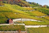 Weinberge, Wandern, Wein genießen, Naumburg, Saale-Unstrut-Region