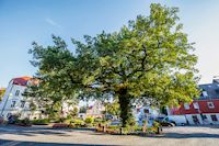 Platz mit Baum, Dorfplatz,Tourist-Information Weiden i.d.OPf., „Natur-Navi“