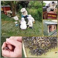 Insekten schützen, Insektenschutzsysteme, DEFLEX