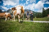 Familie mit Kühen auf Almwiese, Tourismusverband Werfenweng