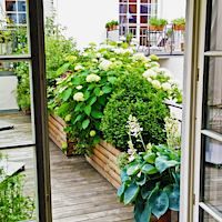 Blick auf Terrasse, Pflanzkästen, Gartenfrosch